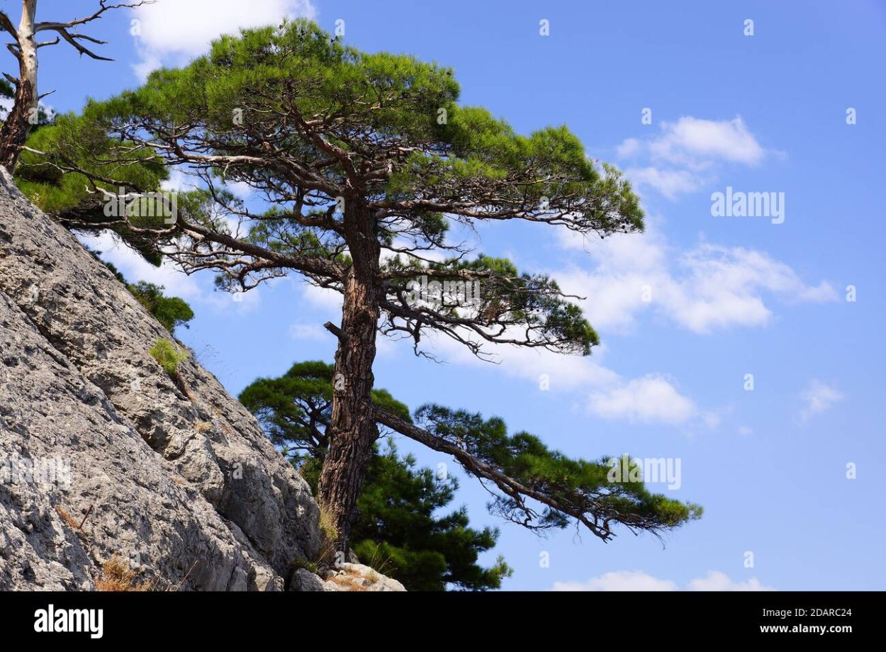 Одинокое дерево в горах