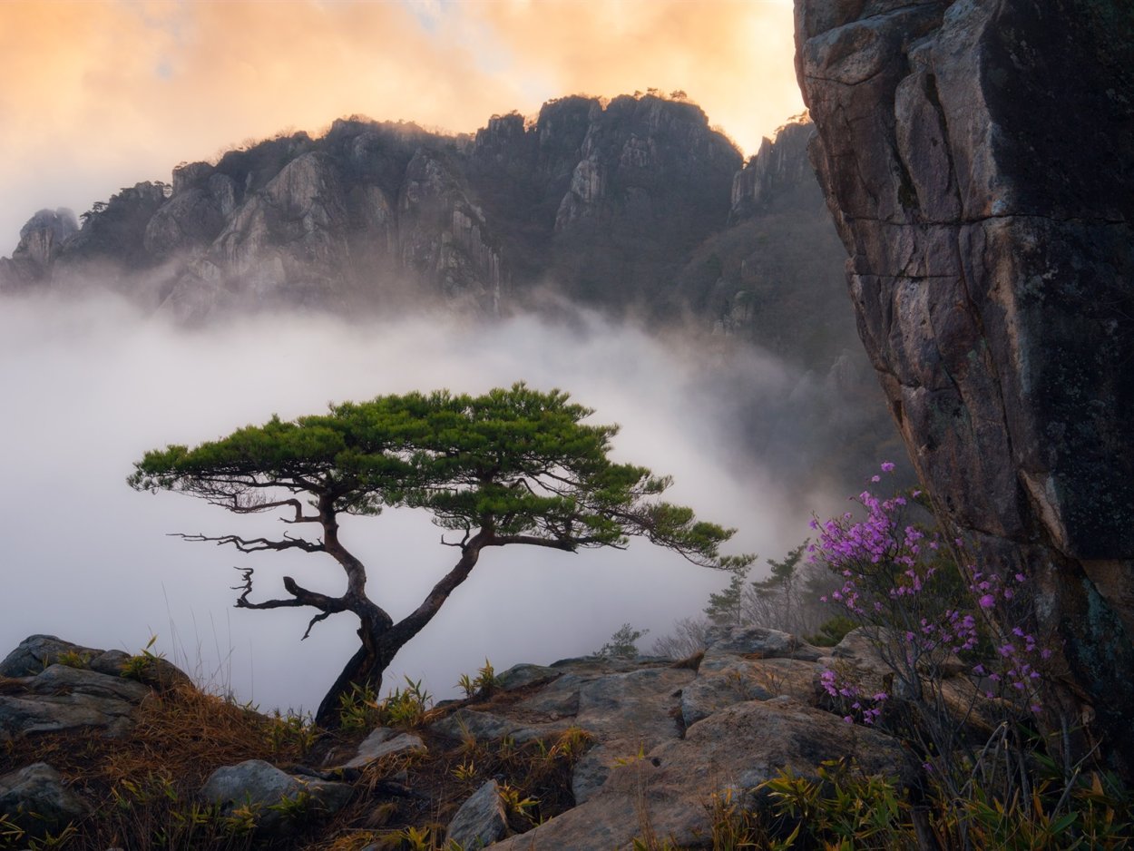 Ялтинская сосна