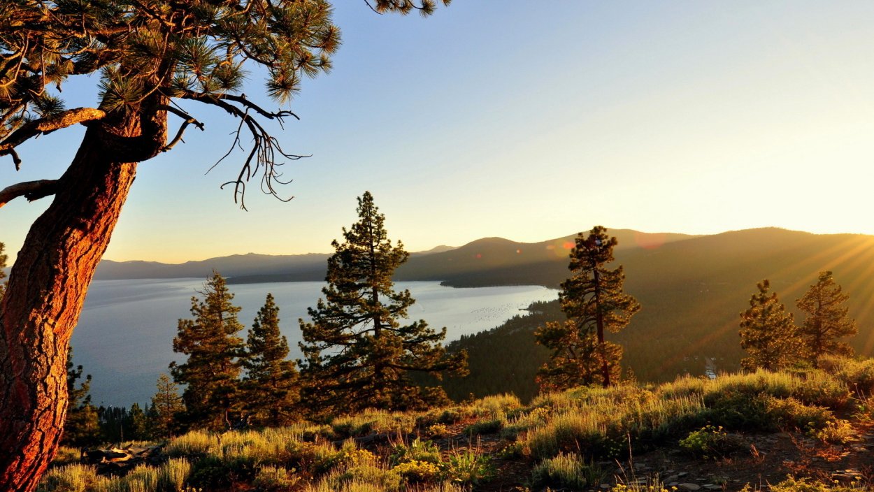 Сосна на скале