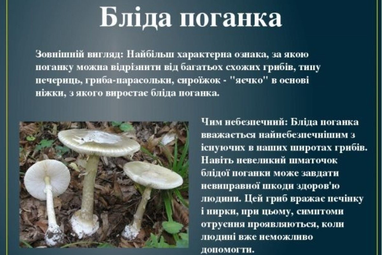 Грибы дорожки