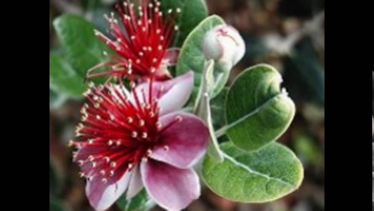 Франжипани Бали