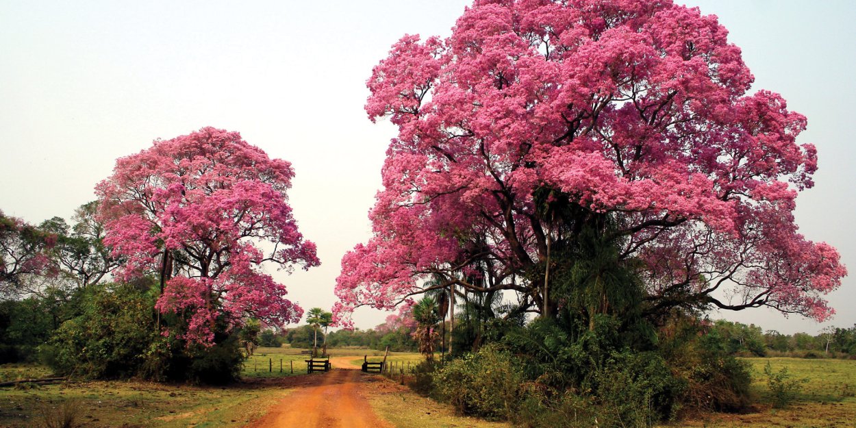 Делоникс Королевский в природе