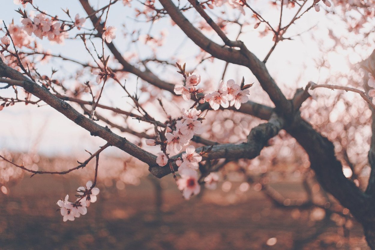 Красивоцветущие кустарники субтропиков