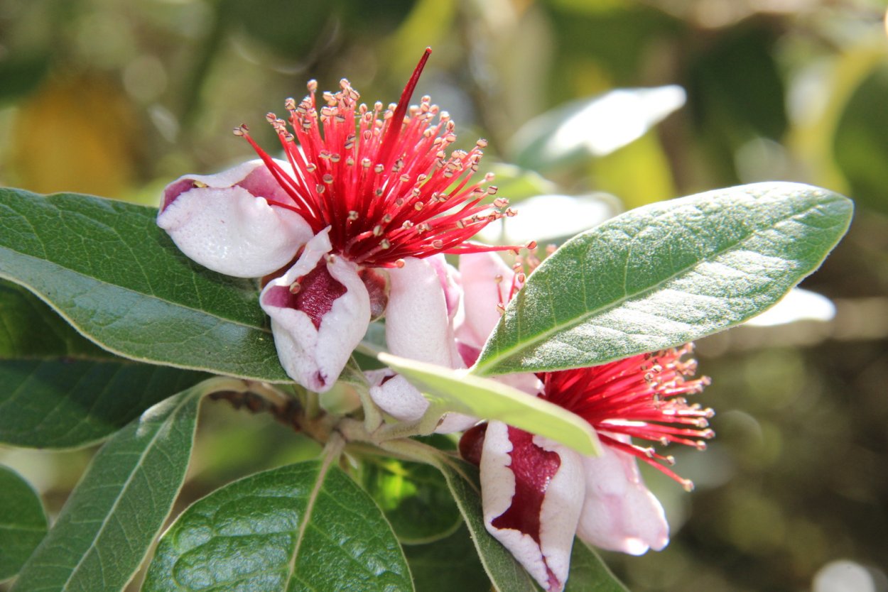 Дерево Магнолия в Сочи