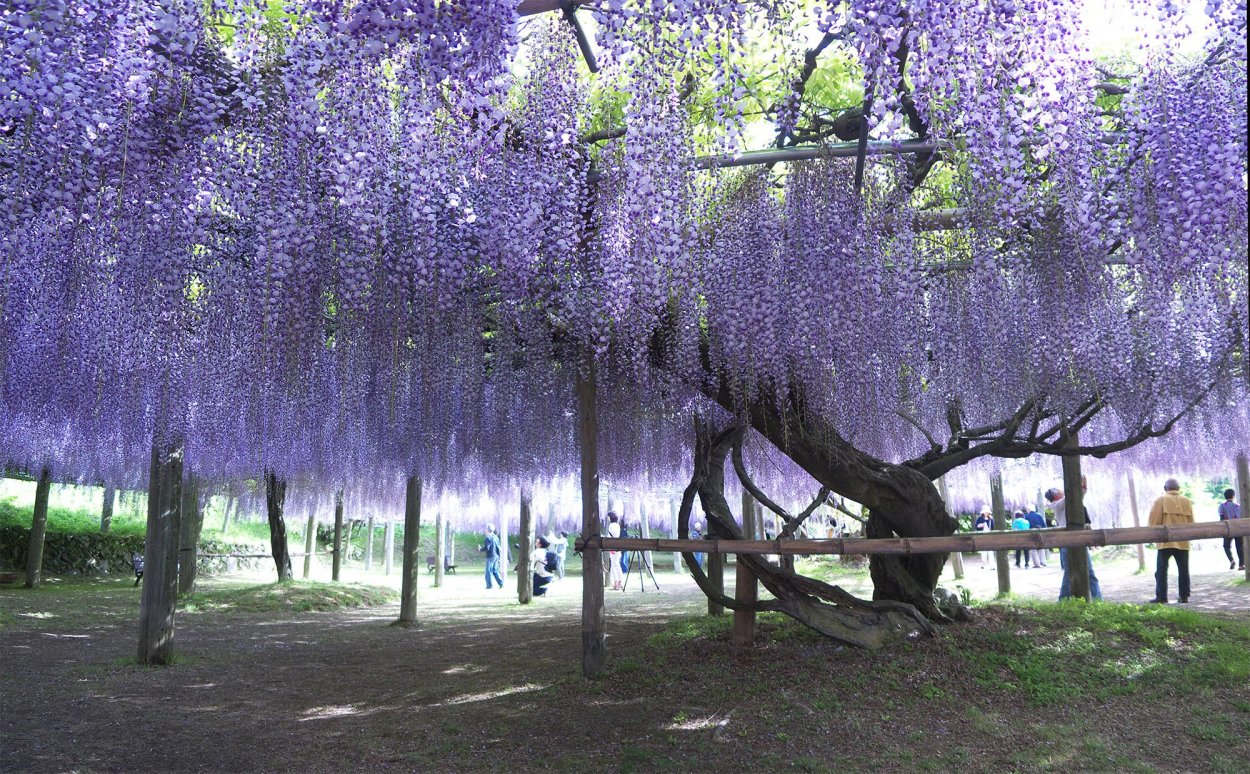 Фиалковое дерево жакаранда