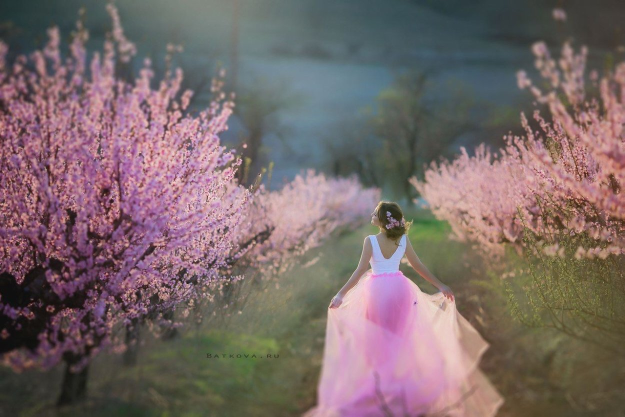 Акация красная Тель-Авив