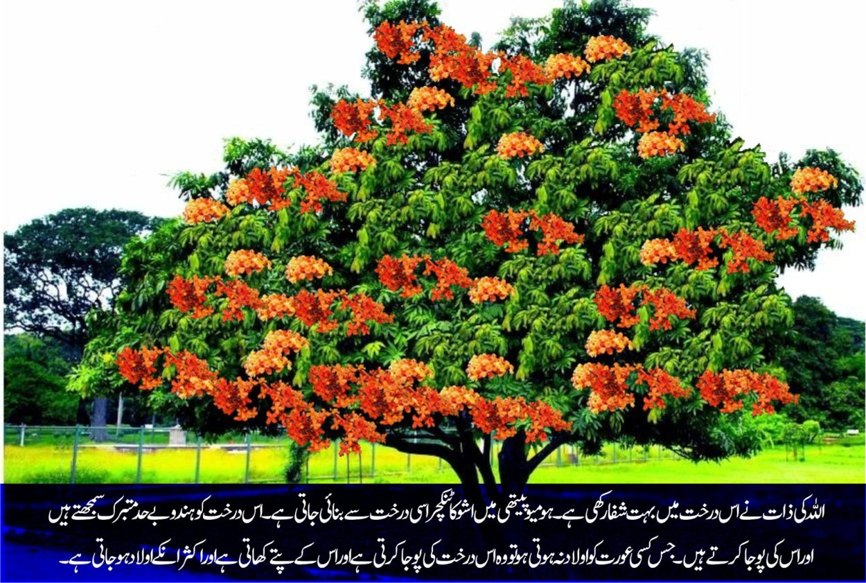 Глициния Роял Пурпл