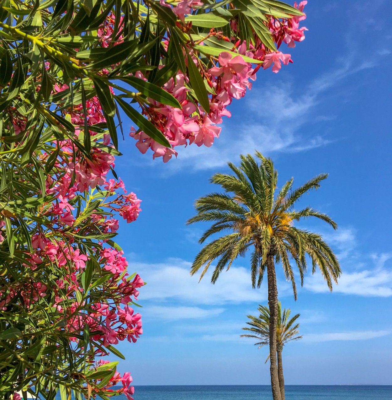Королевский Делоникс Бразилия