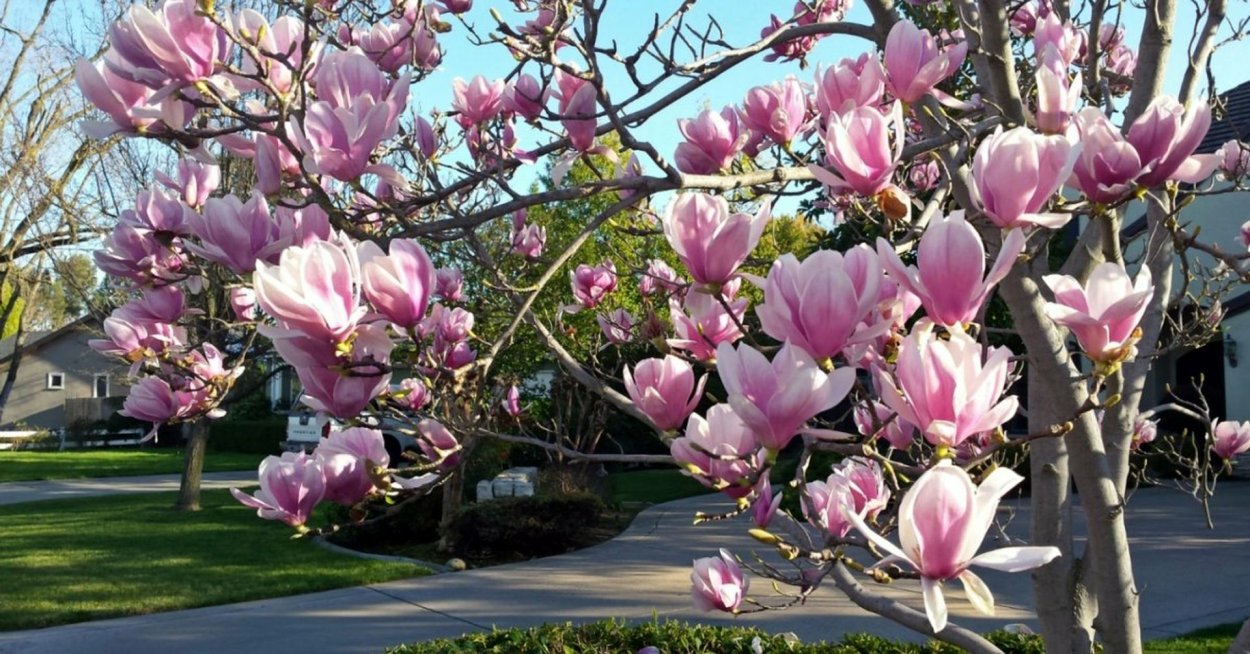 Асикага парк глициний