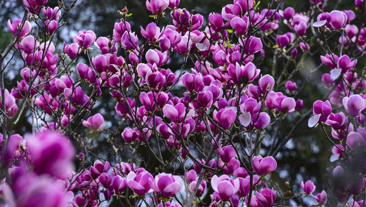 Глициния Асикага