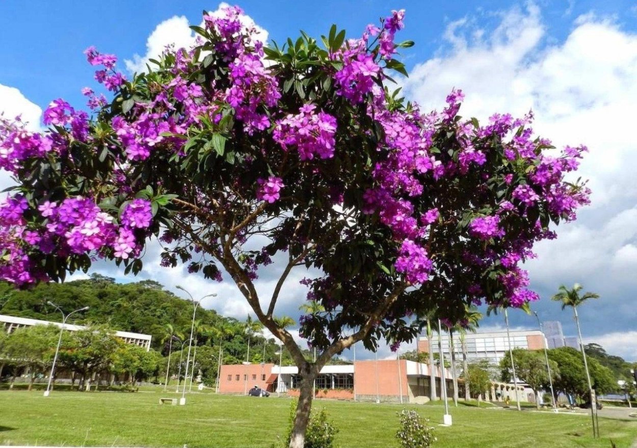 Огненное дерево Делоникс Королевский