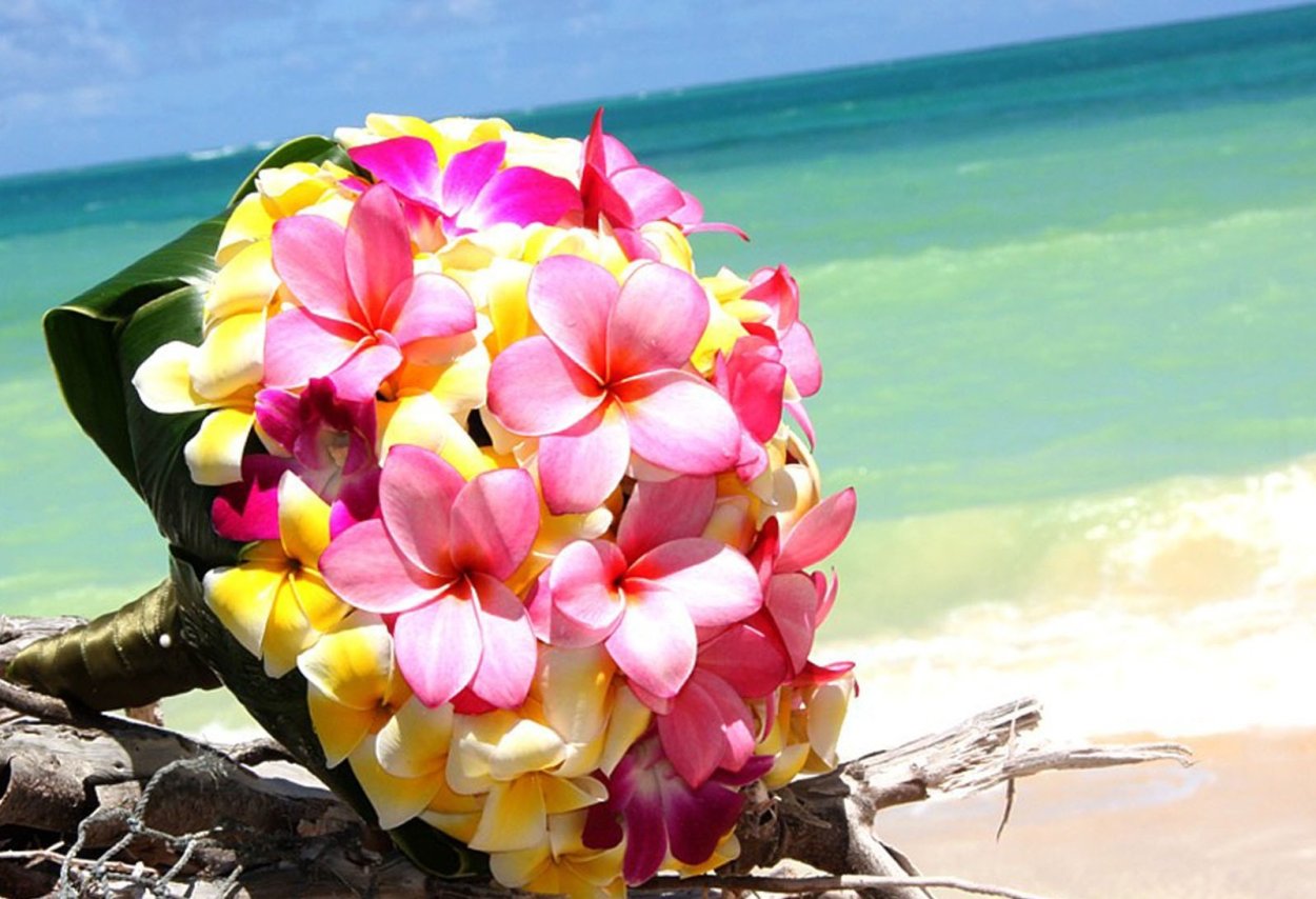 Плюмерия Гавайская