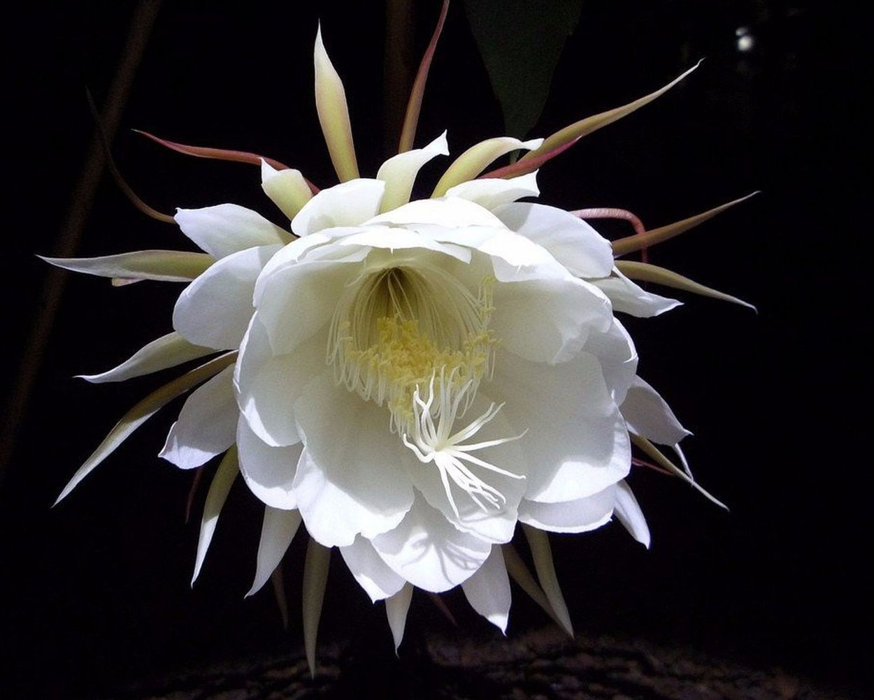 Кадупул царица ночи