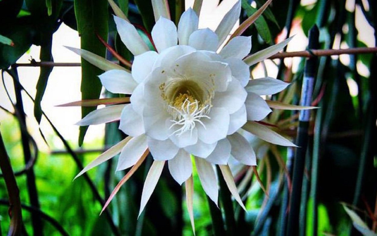 Кадупул (Epiphyllum oxypetalum)
