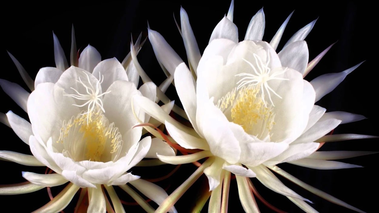 Кадупул (Epiphyllum oxypetalum)