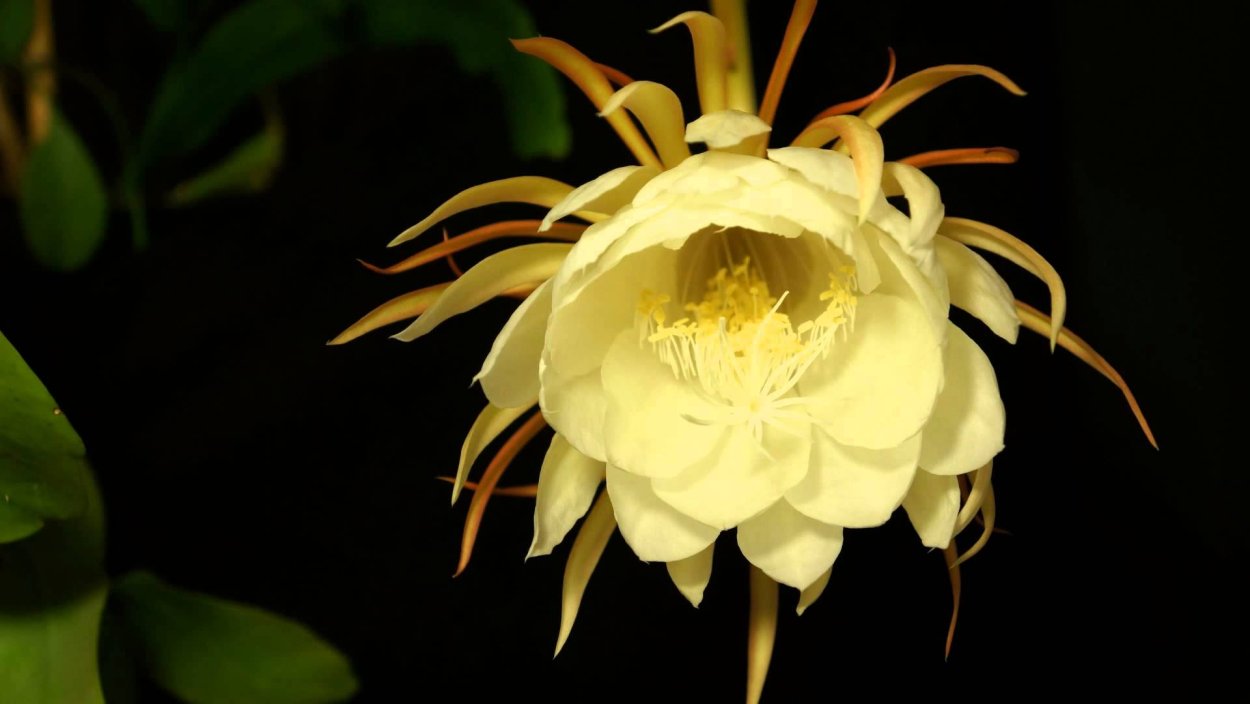 Эпифиллум оксипеталум