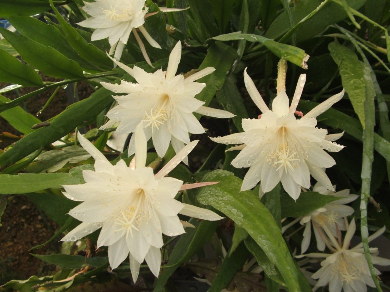 Кадупул цветок