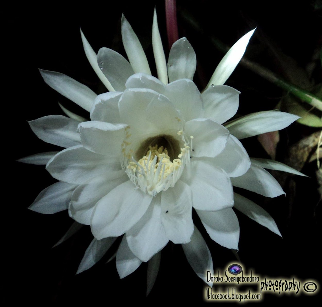 Эпифиллум белый