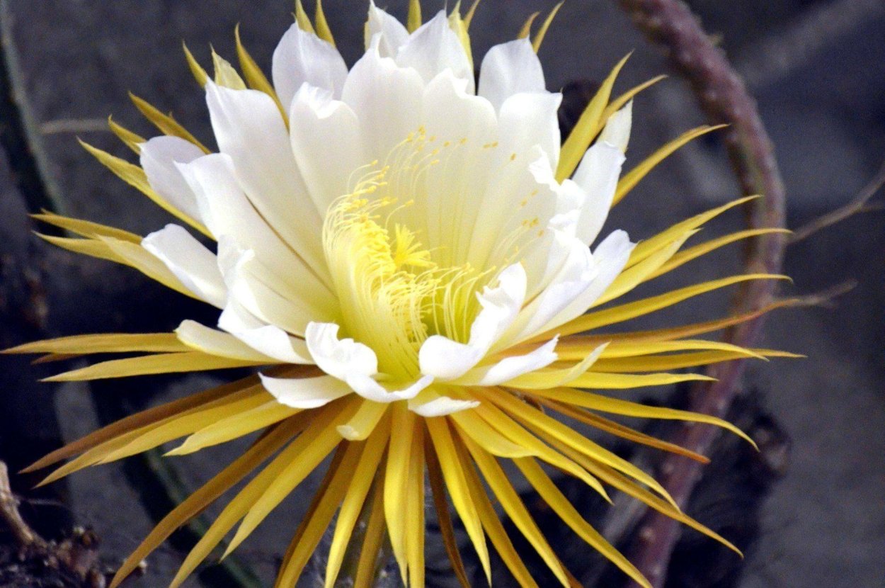 Лунный цветок Айгуль