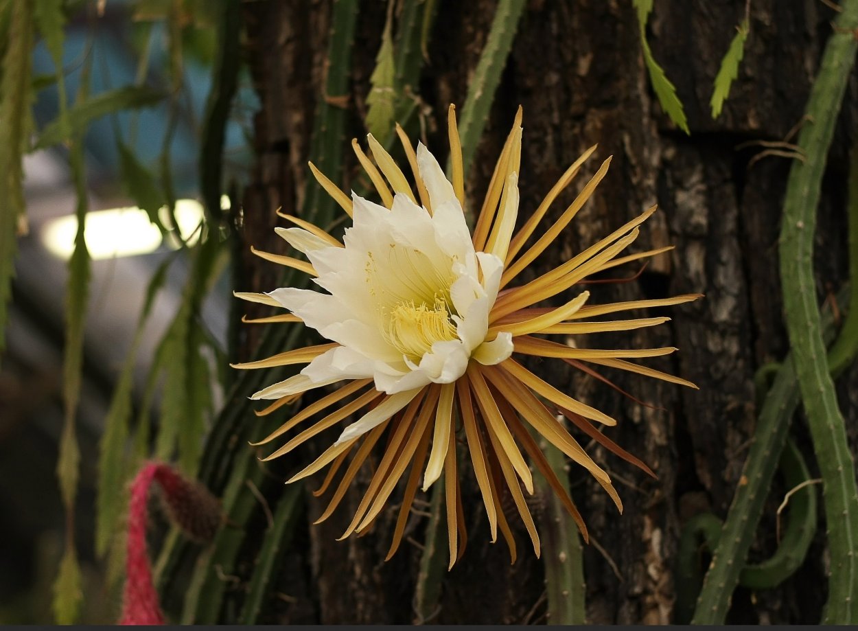 Эпифиллум оксипеталум царица ночи