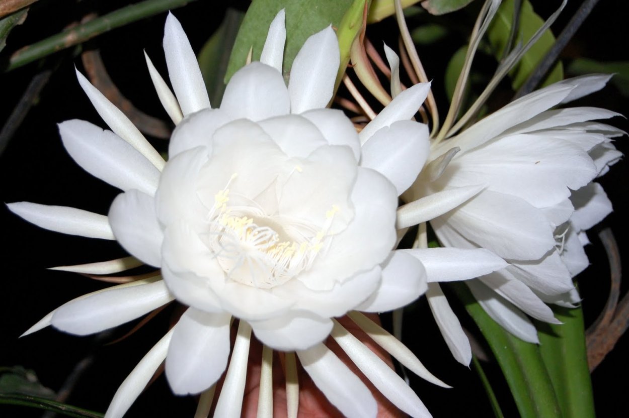 Кадупул (Epiphyllum oxypetalum)