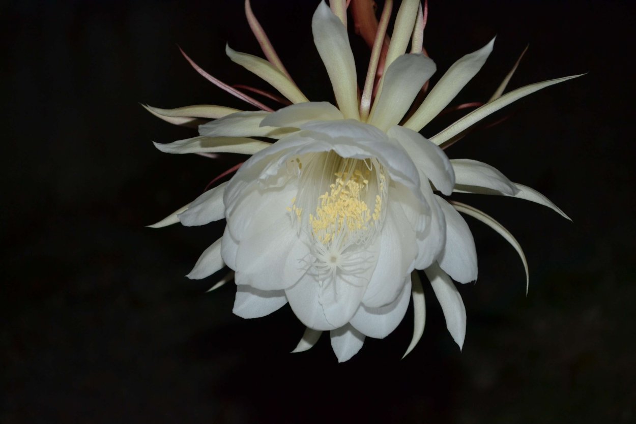 Кадупул цветок