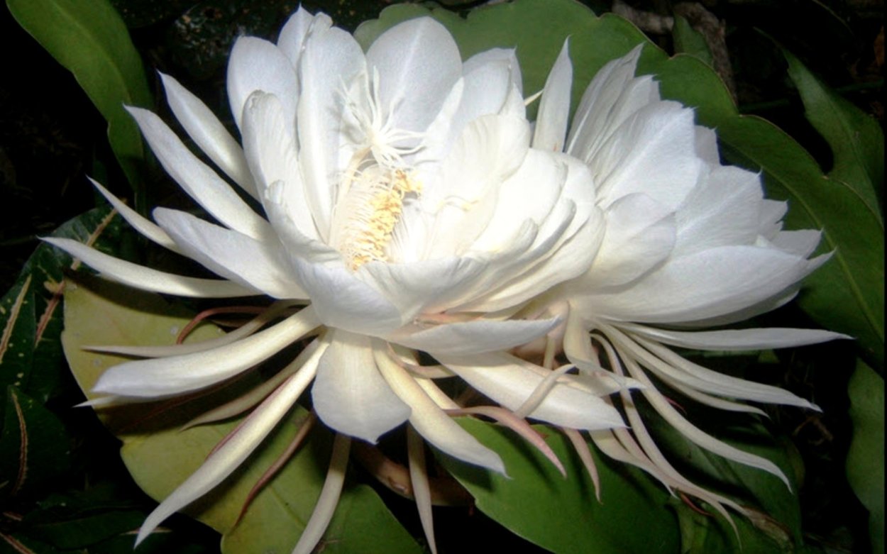 Кадупул цветок