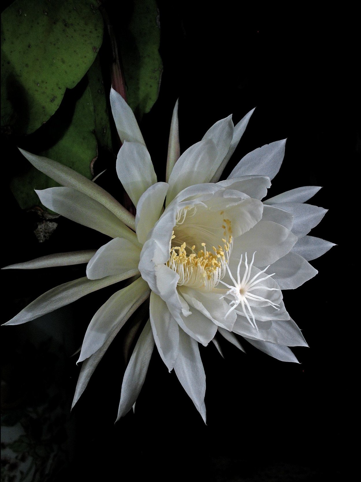 Kadupul цветок