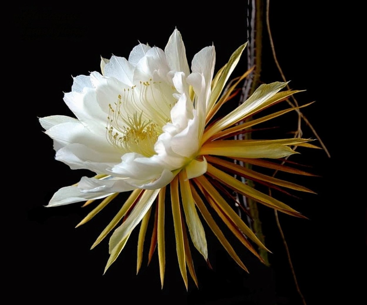 Кадупул Королева ночи