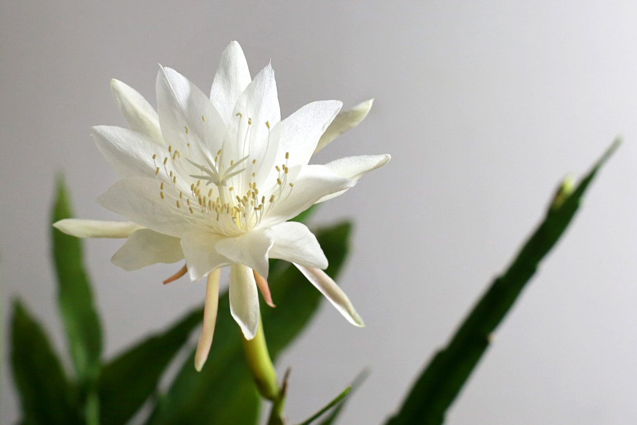 Кадупул (Epiphyllum oxypetalum)