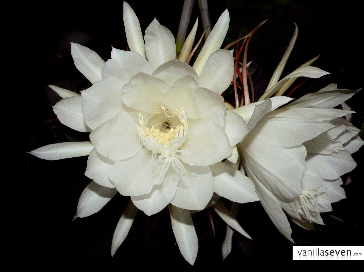 Селеницереус царица ночи