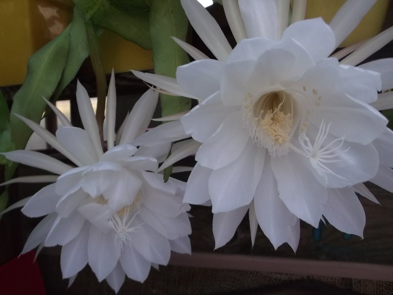 Кадупул (Epiphyllum oxypetalum)