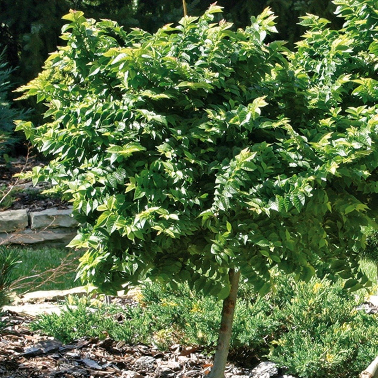 Вяз гибридный (сорт 'Jacqueline hillier')