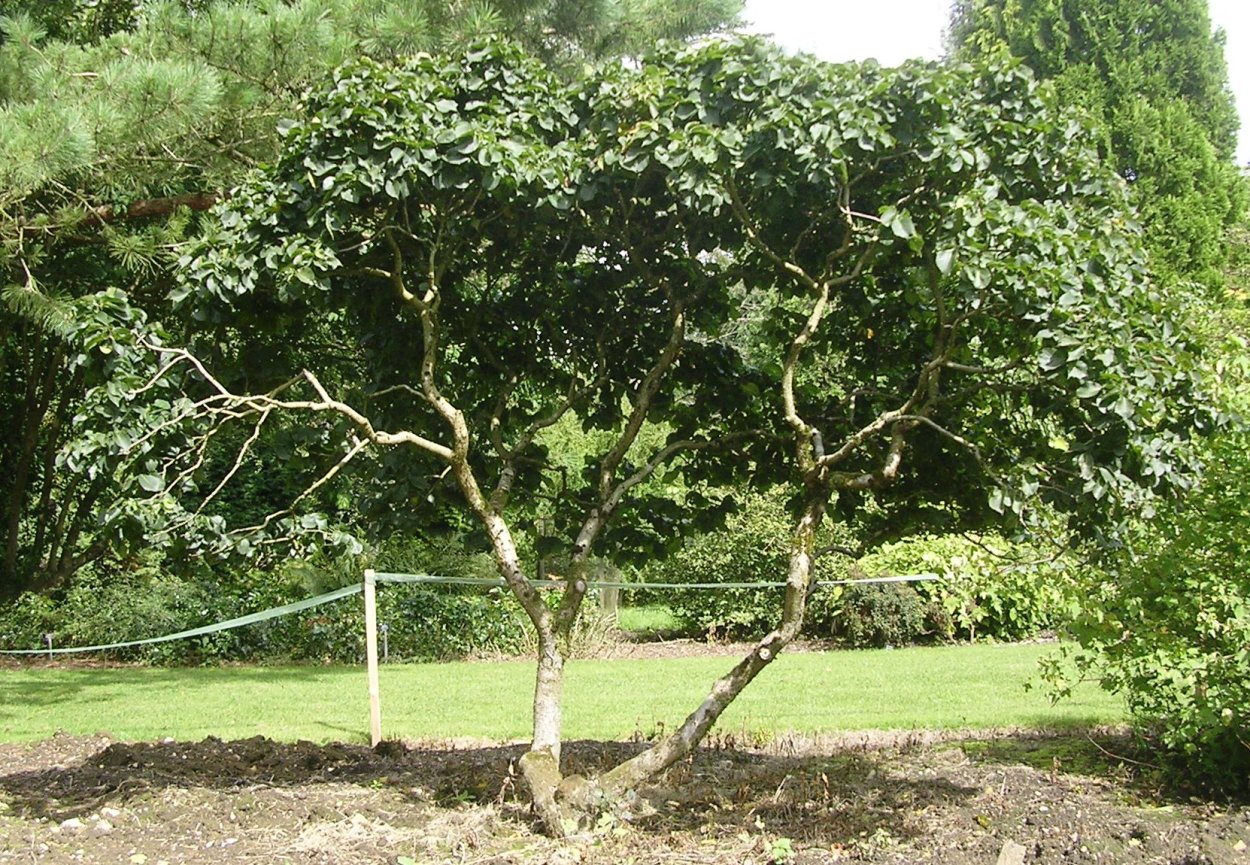 Ulmus gaussenii