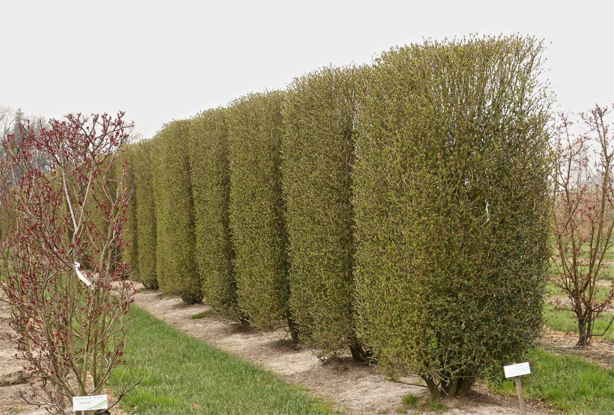 Вяз. Ясень. Граб