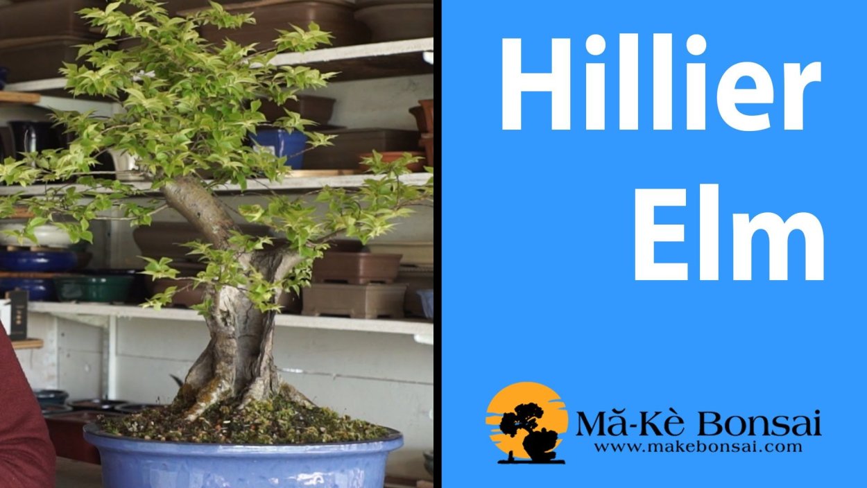 Вяз Кампердоуни штамб