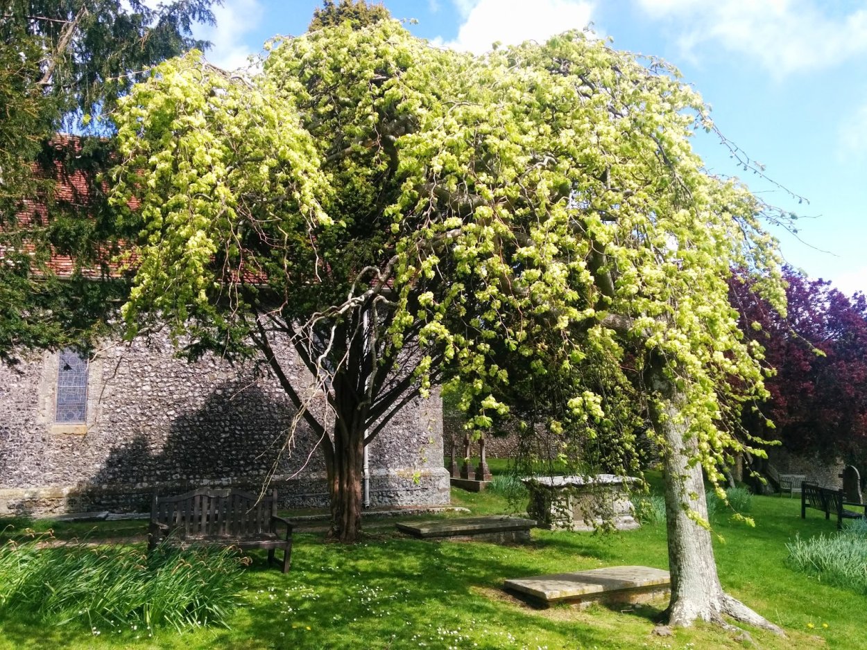 Вяз граболистный Берест