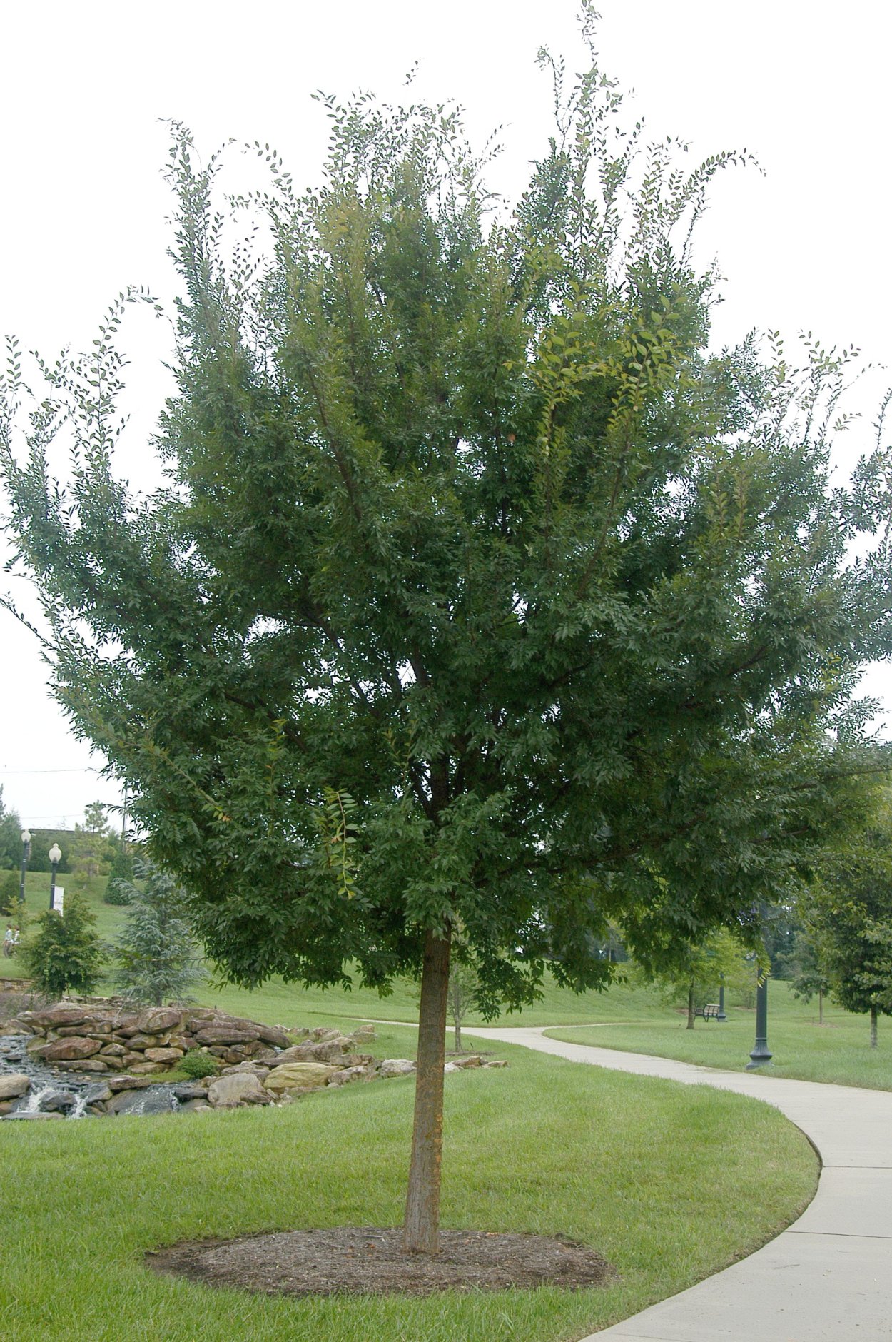 Вяз американский