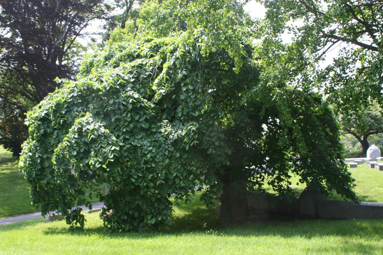 Вяз шершавый (Ulmus glabra)