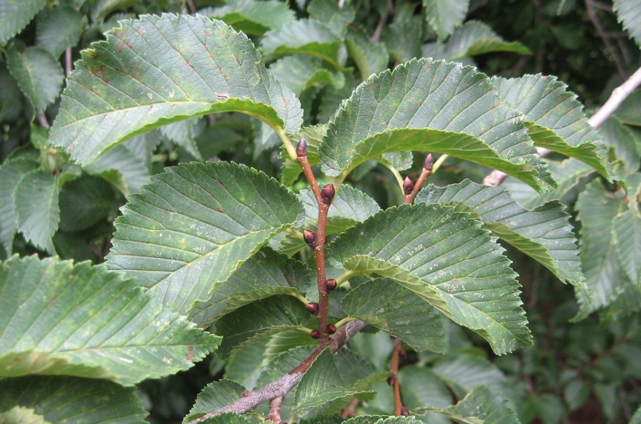 Вяз приземистый карагач