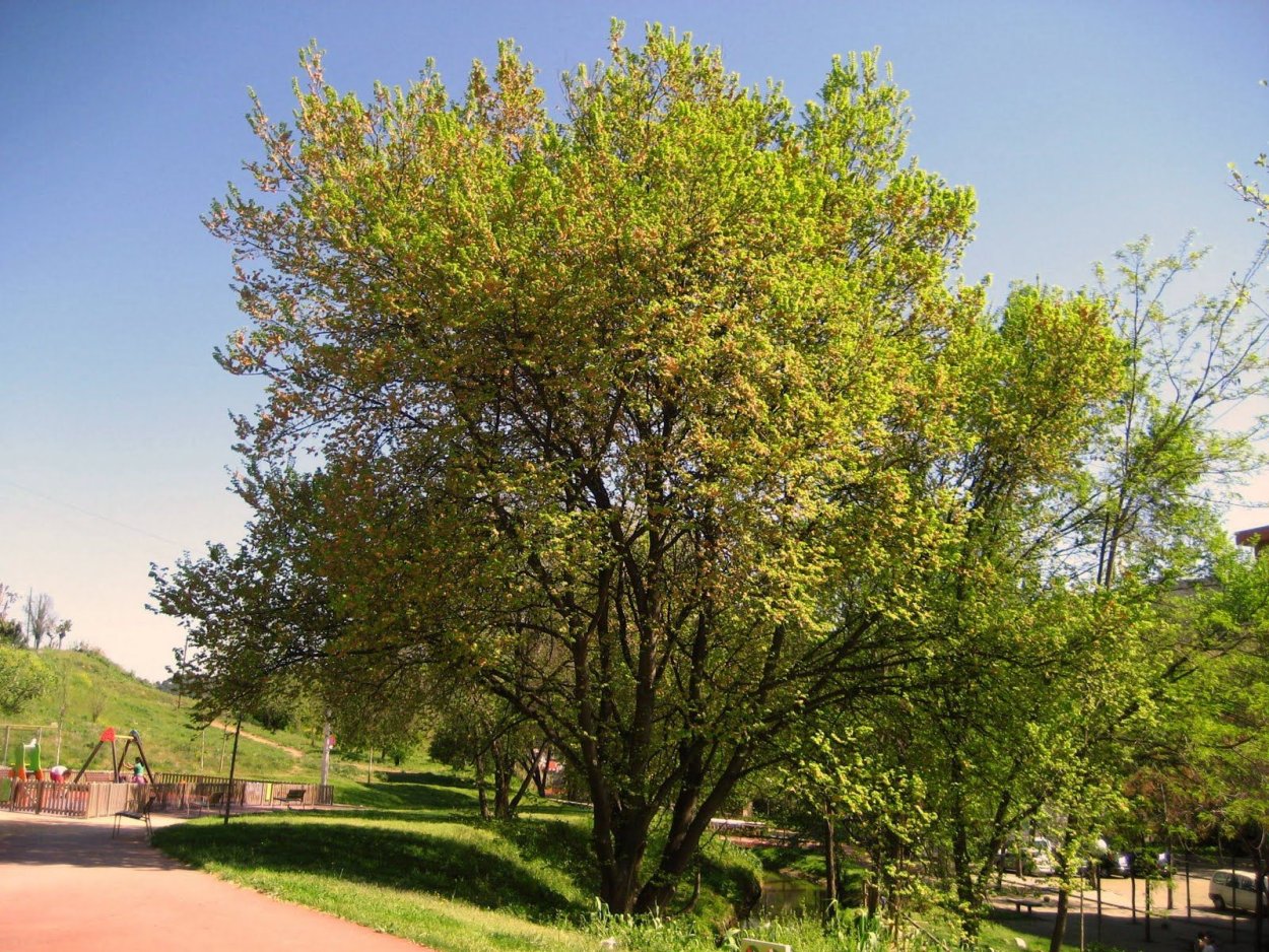 Вяз мелколистный кустарник