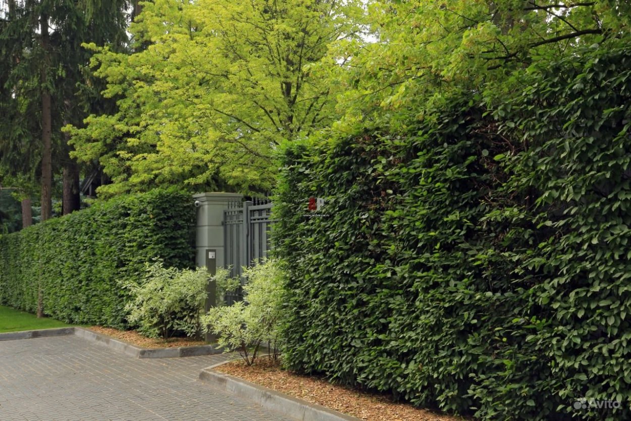 Вяз мелколистный карагач