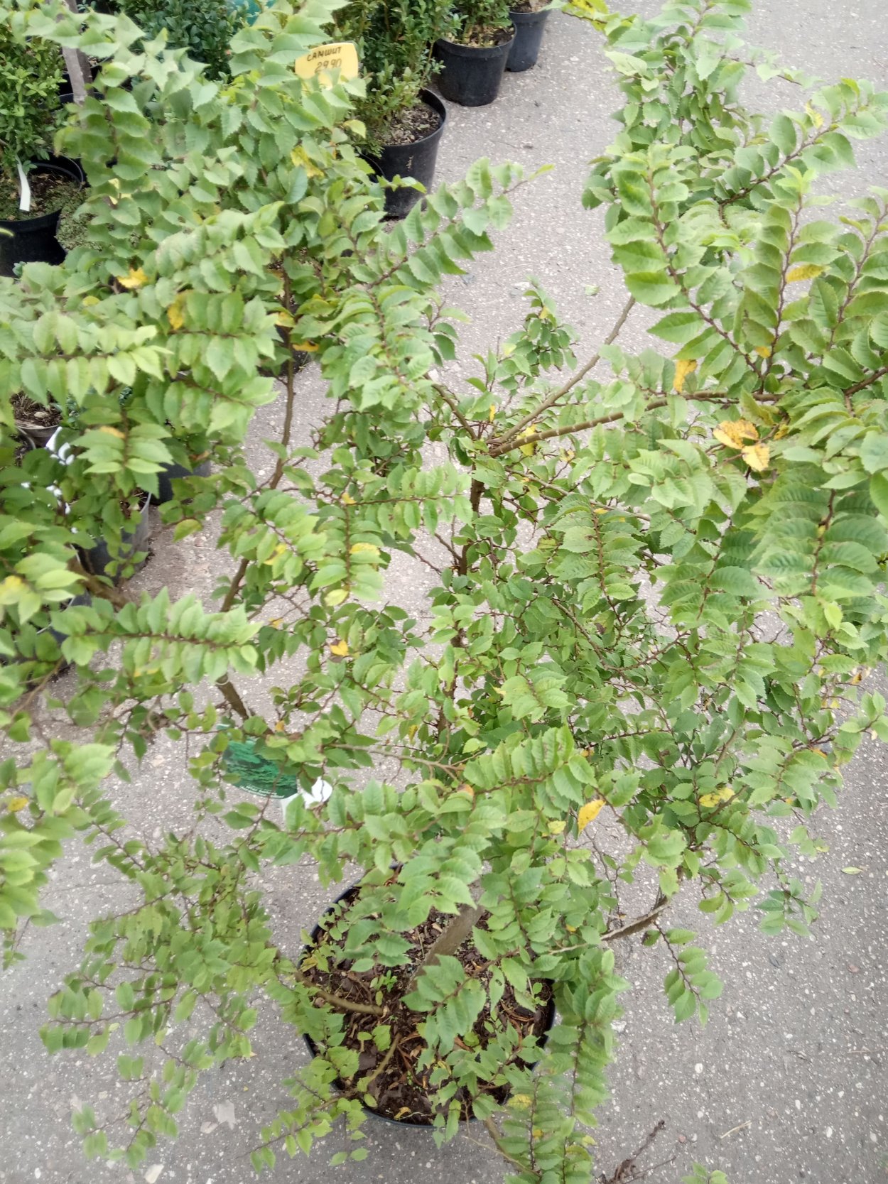 Клен остролистный Глабоза