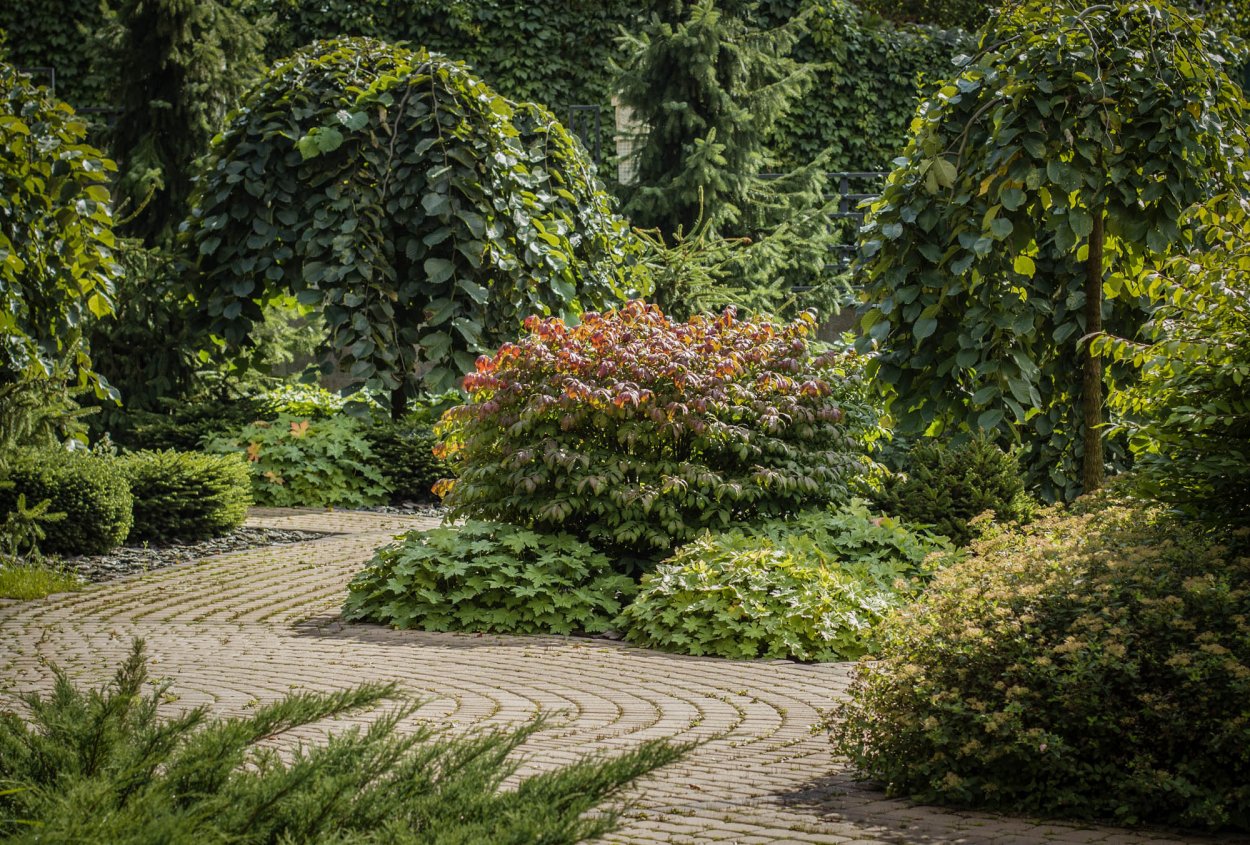 Вяз шершавый Пендула цветение