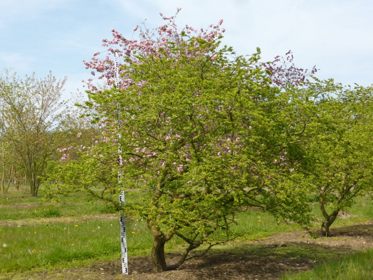 Вяз малый Jacqueline hillier