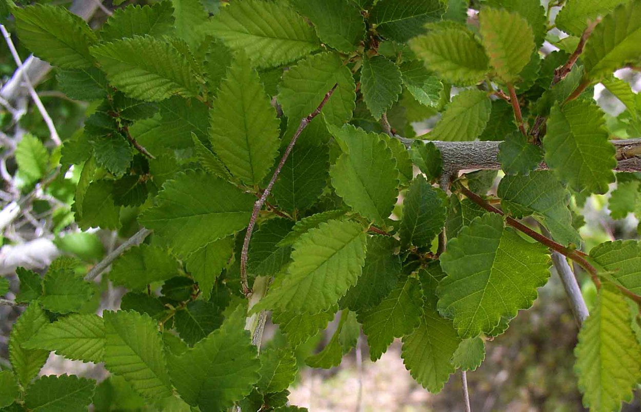 Граб обыкновенный Пендула