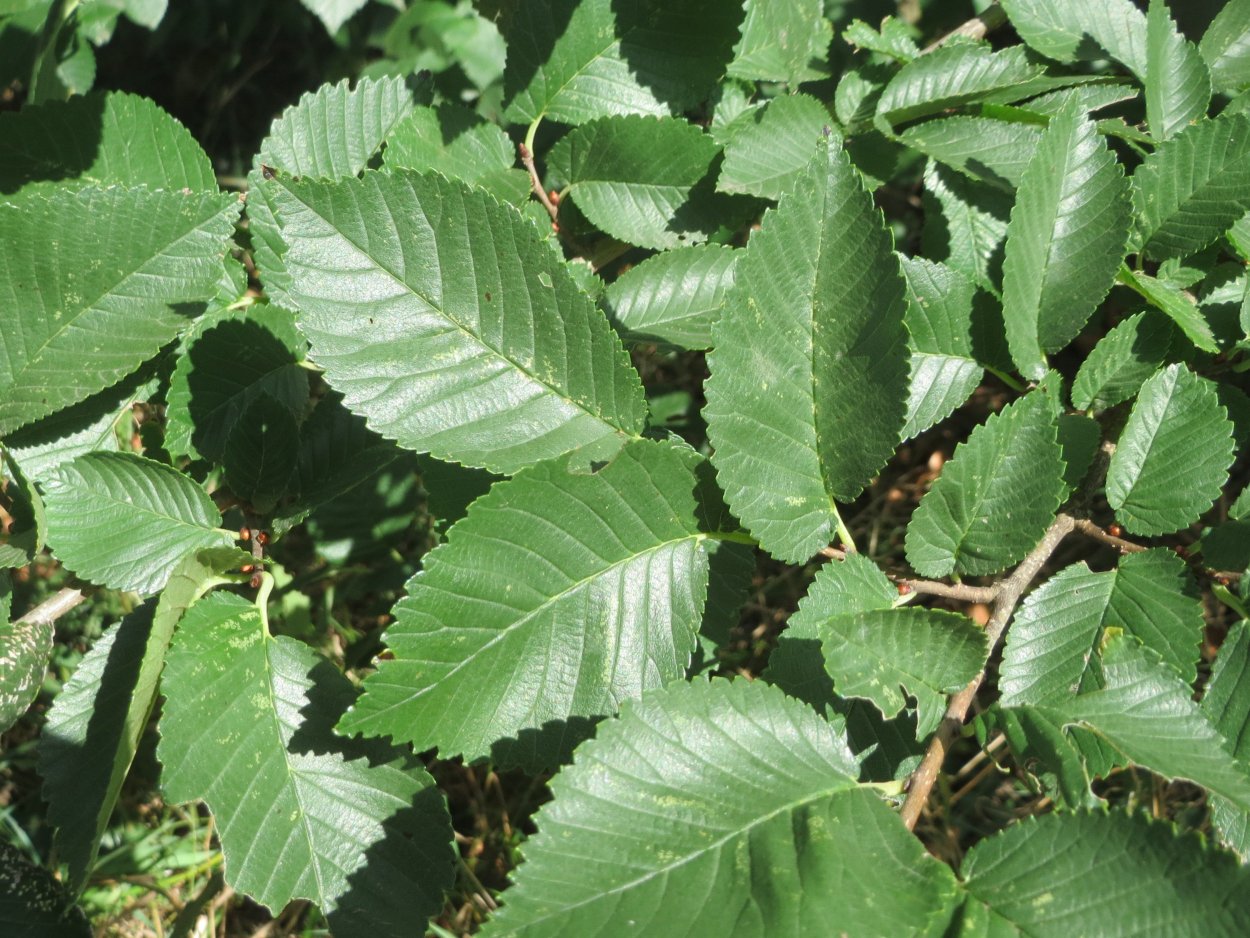 Клен веерный Бладгуд