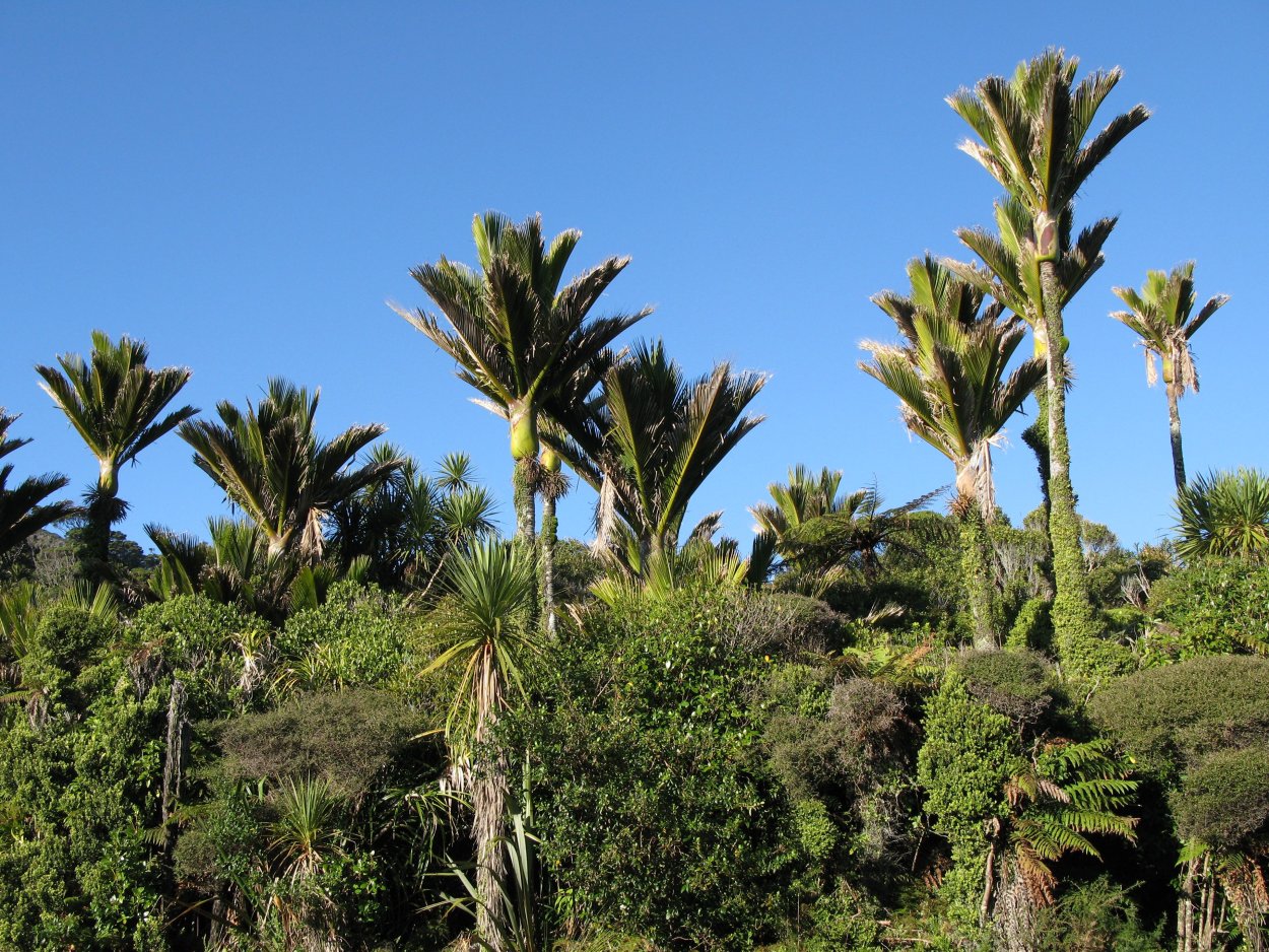 Тропические листья
