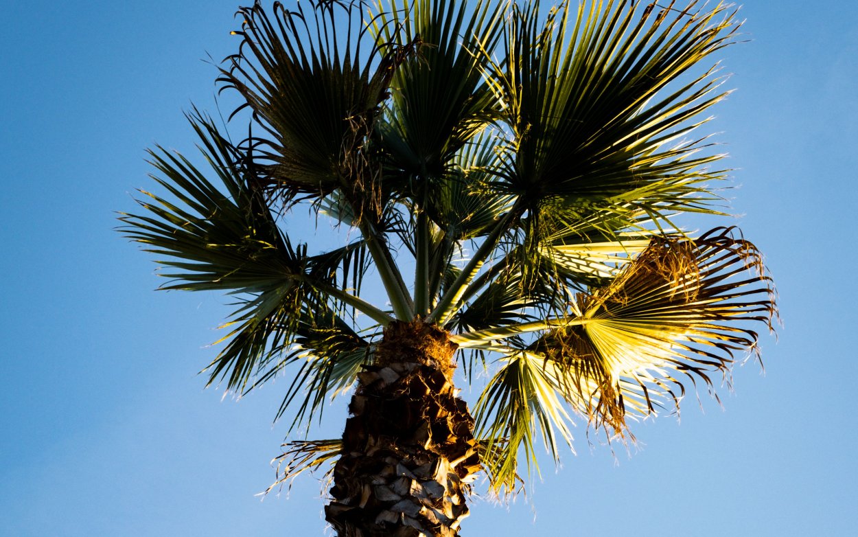 Ропалостилис Пальма