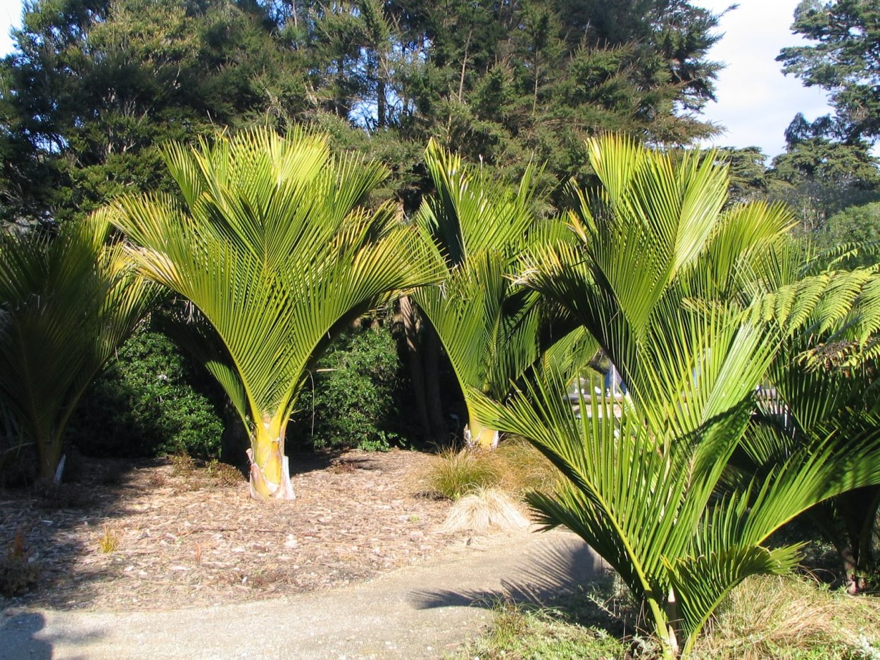 Рисунок 4 пальмы